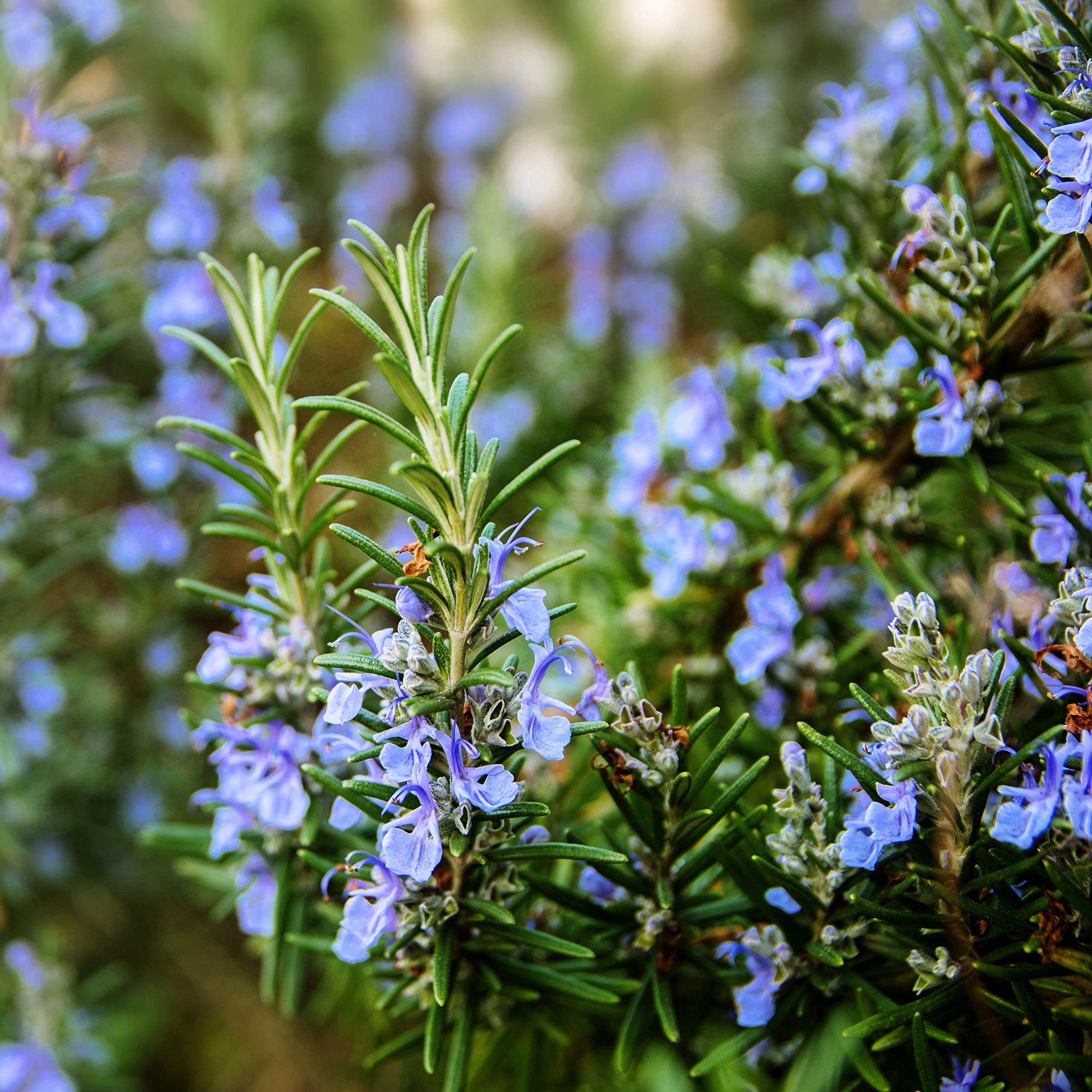 Outsidepride 1000 Seeds Perennial DHF10 Rosemary Ground Cover & Herb