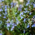 Outsidepride 1000 Seeds Perennial DHF10 Rosemary Ground Cover & Herb