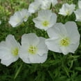 Outsidepride 1000 Seeds Perennial MMF7 Oenothera Pallida Pale Evening