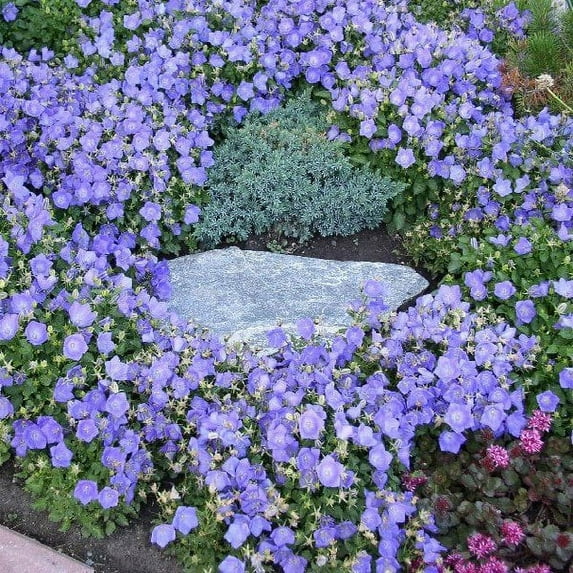 Outsidepride 10000 Bellflower Campanula Carpatica Blue Plant Seeds