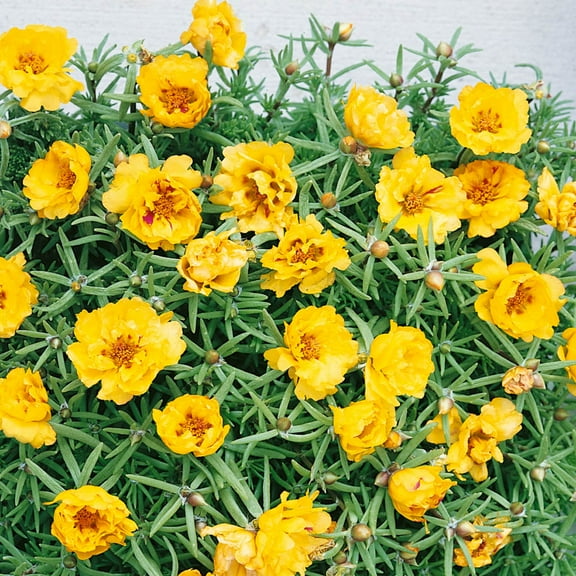 Outsidepride 10000 Moss Rose Yellow Portulaca Ground Cover Plant Seeds