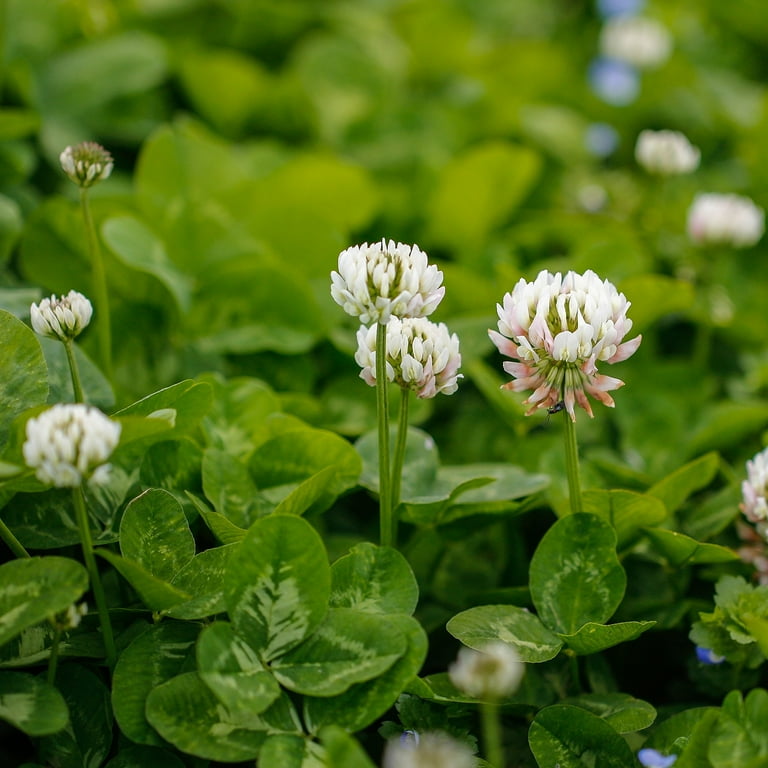 Outsidepride White Dutch Clover Seeds - 1 lb - Inoculated