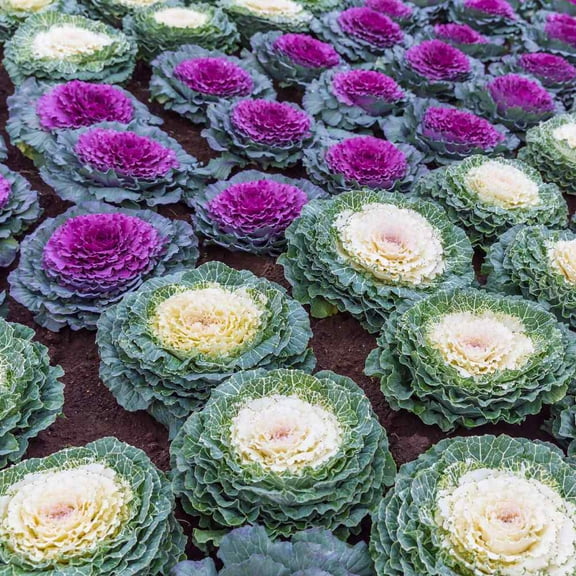 Outsidepride 2,000 Ornamental Cabbage Plant Seeds