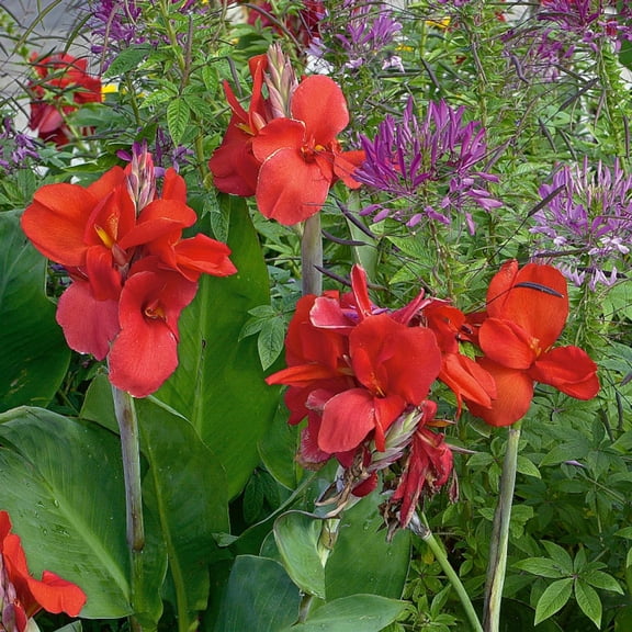 Outsidepride 20 Red Canna Plant Seeds, Quick Germination