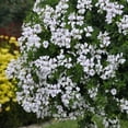 thumbnail image 1 of Outsidepride 20 Summer Showers Ivy Leaf Geranium Plant Seeds, White Flowers, 1 of 1