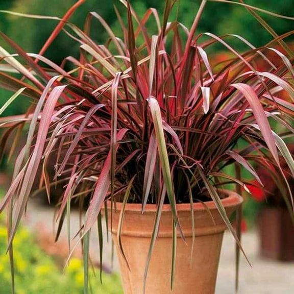 Outsidepride 200 Phormium Hybrids Plant Seeds