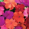 thumbnail image 1 of Outsidepride 200 Xtreme Tango Impatiens Flower Seeds, Low Maintenance, 1 of 5