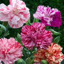 Outsidepride 2000 Carnation Flower Seeds, Perennial