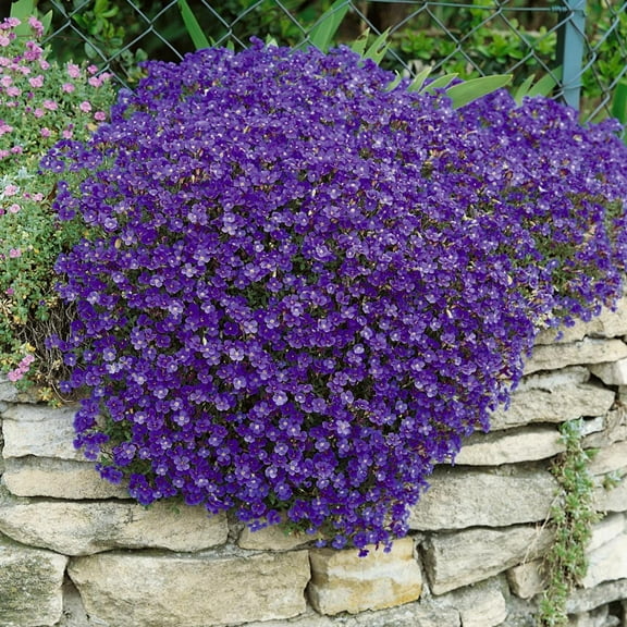 Outsidepride 2000 Cascading Blue Rock Cress Plant Seeds