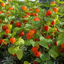 Outsidepride 2000 Chinese Lantern Plant Seeds