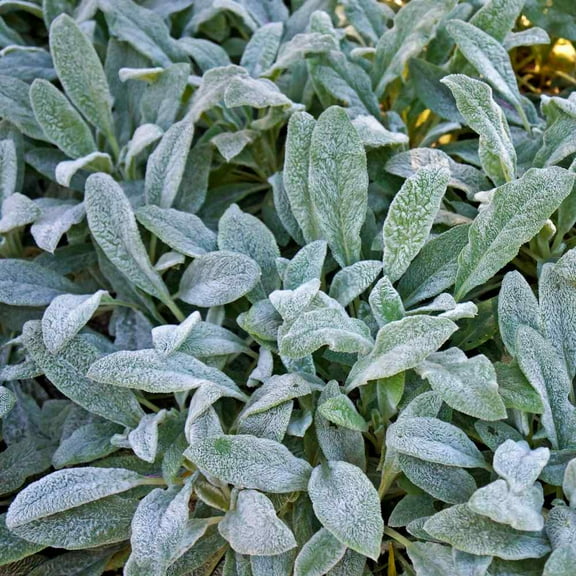 Outsidepride 2000 Lamb's Ear Plant Seeds, Ground Cover Perennial
