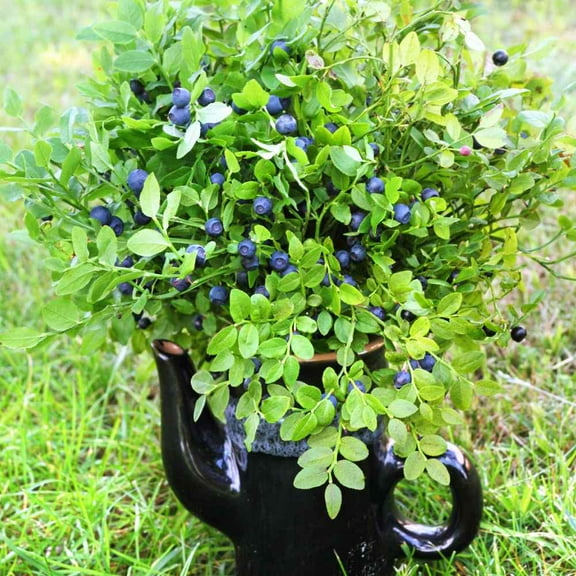 Outsidepride 2000 Northern Highbush Blueberry Plant Seeds, Blueberry Mixed Variety