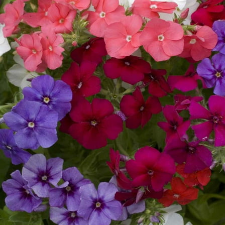 Outsidepride 2000 Phlox Drummondii Nana Compacta Plant Seeds, Full Sun
