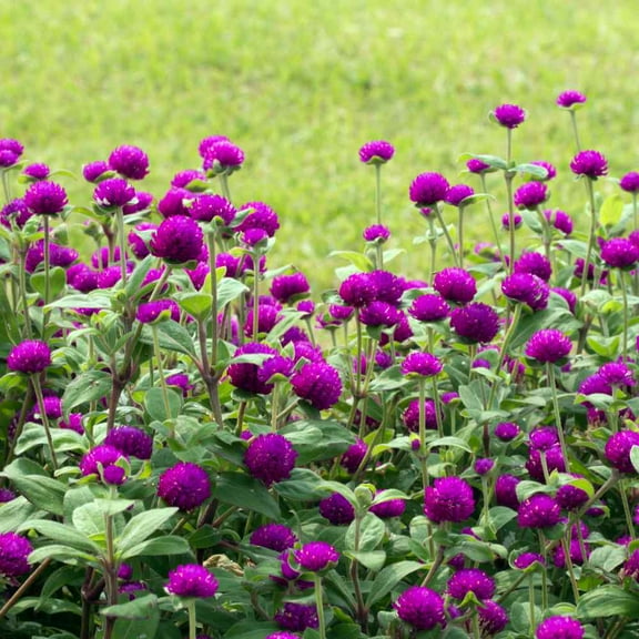 Outsidepride 2000 Purple Gomphrena Globosa Plant Seeds