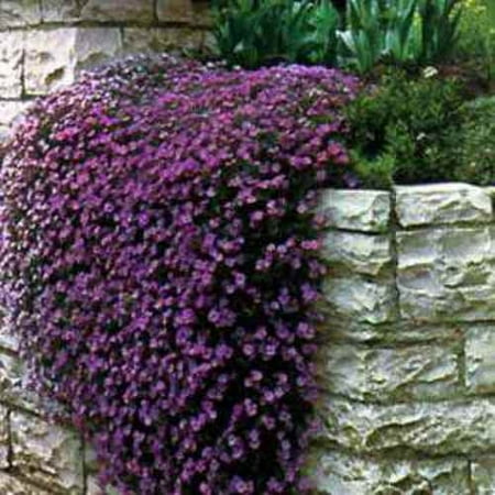 Outsidepride 2000 Rock Cress Plant Seeds, Purple Blooms Deer Resistant Ground Cover