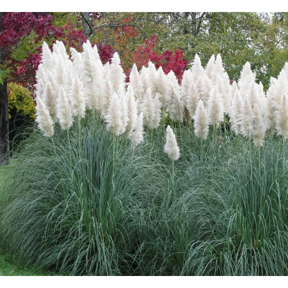 Outsidepride 2000 Seeds Perennial Cortaderia Selloana MVR1White Pampas Ornamental Grass Seed for Planting