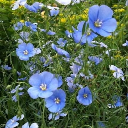 Outsidepride 2000 Sky Blue Flax Plant Seeds, 36 inch annual, Blue Bloom