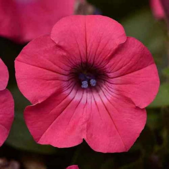 Outsidepride 30 Tidal Wave Spreading Petunia Flower Seed