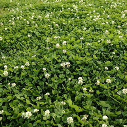 Outsidepride 4oz White Dutch Clover Nitro Coated and Inoculated Seeds