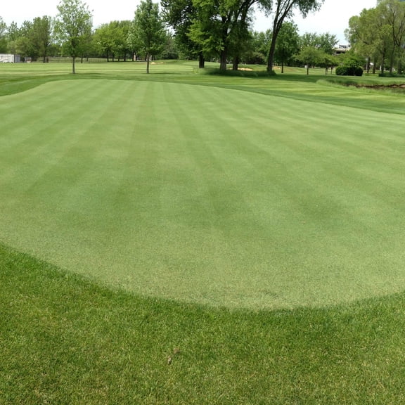 Outsidepride 5 lb. A-List Turf V8 Coated Creeping Bentgrass Seed for Putting Greens, Tees, & Fairways