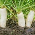 thumbnail image 1 of Outsidepride 5 lb. Daikon Radish AKA Chinese, Japanese, or Oriental Radish Cover Crop Seed, 1 of 5