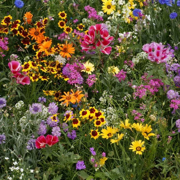 Outsidepride 5 lb. Dwarf, Short, Low Growing Wild Flower Seed Mix for All States