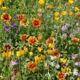 thumbnail image 1 of Outsidepride Southwest Wild Flower Seed Mix - 5 lbs. Heat & Drought Tolerant Premium Blend of Annual & Perennial Wildflower Seeds for Planting on Outdoor Lawns & Gardens from Spring to Fall, 1 of 5