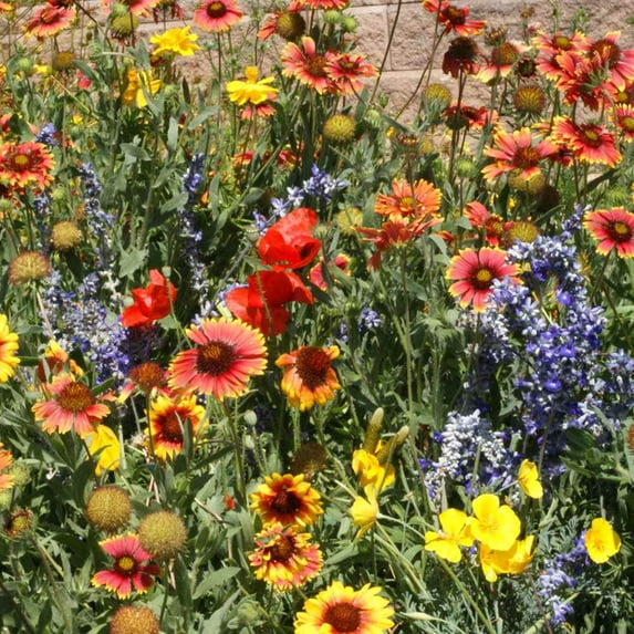 Outsidepride 5 lb. Xeriscape Dryland Drought Tolerant Wild Flower Seed Mix for Arid States