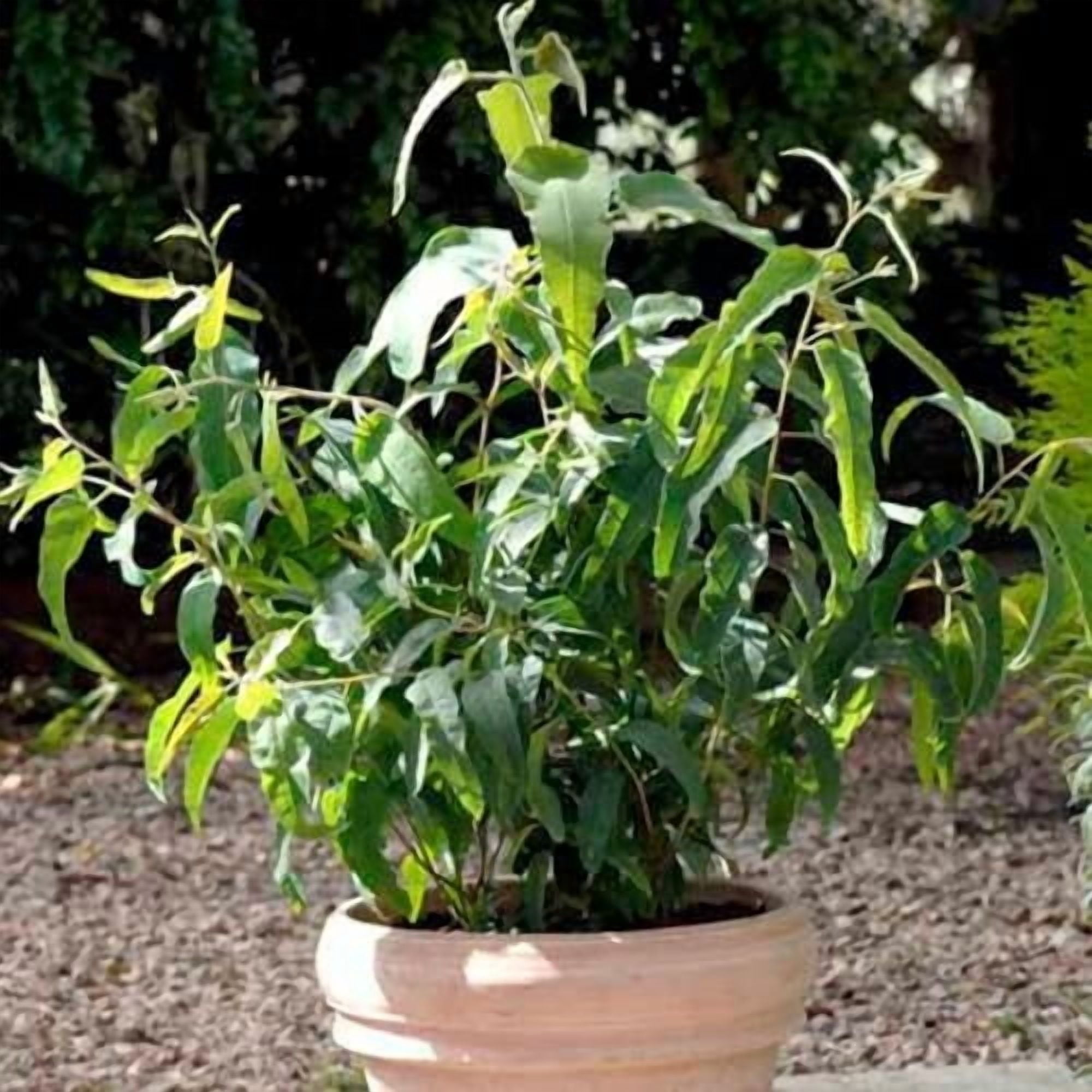 Outsidepride 50 Eucalyptus Lemon Bush Seeds, Aromatic - Walmart ...