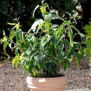 50 Silver Princess Gum Eucalyptus Seeds Tree Flower Perennial Flowers