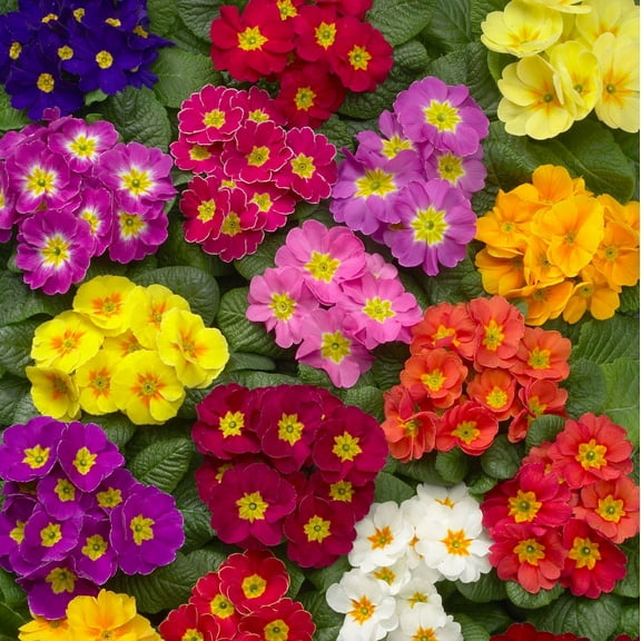 Outsidepride 50 Mixed Common Primrose Flower Seeds
