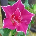 Outsidepride 50 Seeds Annual OIF8 Ipomoea Nil Morning Glory Red Picotee