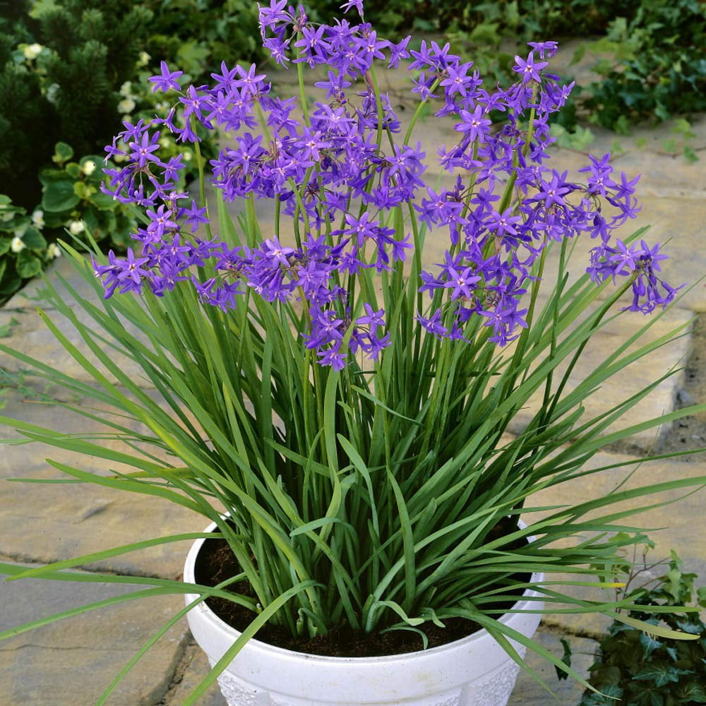 Outsidepride 50 Seeds Perennial Tulbaghia Violacea NSD3Society Garlic Herb Garden Seeds for Planting