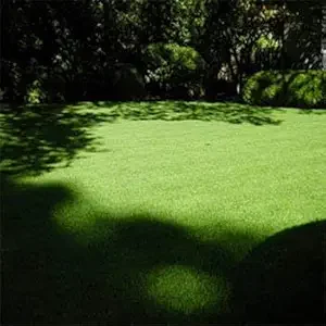 Outsidepride 50 lb. Perennial Drought Tolerant Sheeps Fine Fescue Lawn, Turf Grass Seed