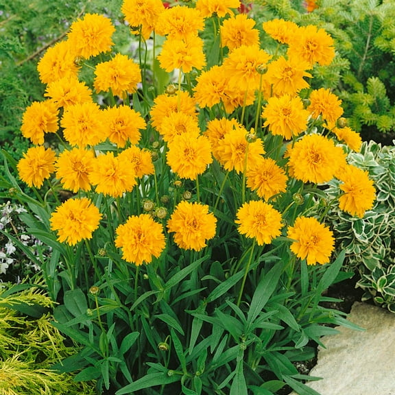 Outsidepride 500 Coreopsis Early Sunrise Plant Seeds, Hardy Perennial with Large Golden Blooms