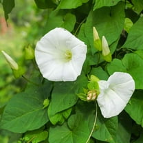 Outsidepride 500 Morning Glory Plant Seed, Prolific Bloomer