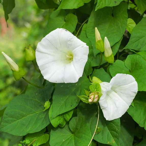 Outsidepride 500 Morning Glory Plant Seed, Prolific Bloomer
