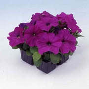 Outsidepride 500 Petunia multiflora  Quinto Violet Plant Seed, Tolerates Poor Weather
