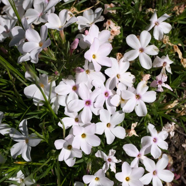 Outsidepride 5000 Seeds Annual MMF7 Mountain White Phlox Wild Flower