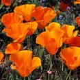 Outsidepride 5000 Seeds Perennial MMF7 Eschscholzia Californica