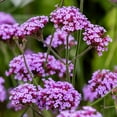 Outsidepride 5000 Seeds Perennial OIF8 Verbena Bonariensis Purpletop