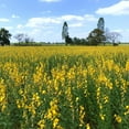 thumbnail image 1 of Outsidepride 5lb Sunn hemp 'Crotalaria Juncea' Plant Seeds, 1 of 5