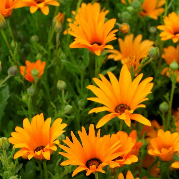 Outsidepride African Daisy Orange Flowers - 2000 Seeds