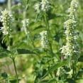 thumbnail image 1 of Outsidepride Agastache Mexicana White Flower Seed - 10000 Seeds, 1 of 1
