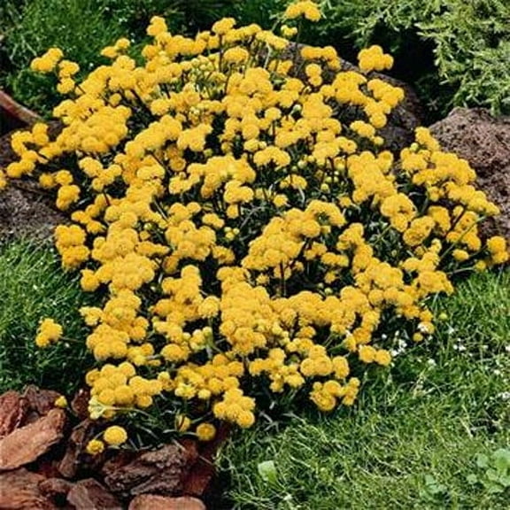 Outsidepride Ageratum Yellow Flower Seed - 10000 Seeds