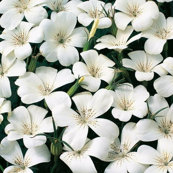 Outsidepride Agrostemma White Flower Seeds - 2000 Seeds