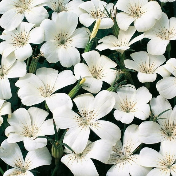 Outsidepride Agrostemma White Flower Seeds - 2000 Seeds