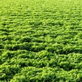 thumbnail image 1 of Outsidepride Alfalfa Forage Legume RE32Seed for Pastures Hay Livestock 10 LBS, 1 of 5