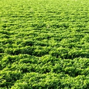 Outsidepride Alfalfa Forage Legume RE32Seed for Pastures Hay Livestock 10 LBS