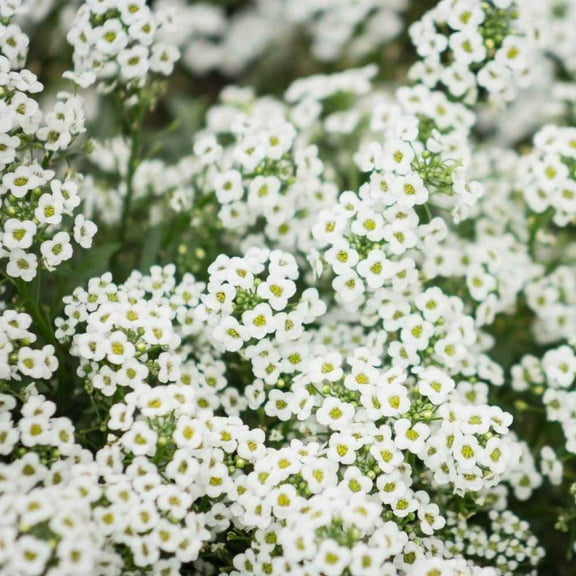 Outsidepride Alyssum Sweet Seed - 1/4 LB